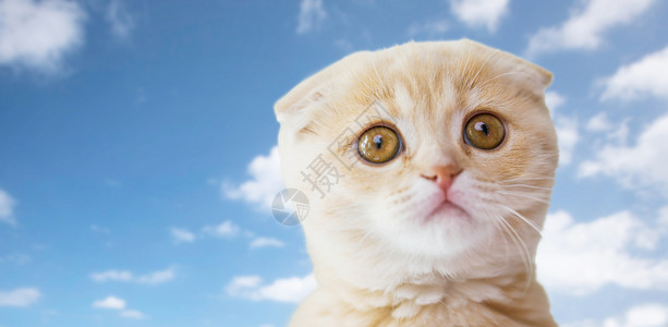 宠物,动物猫的苏格兰折叠小猫蓝天云背景图片