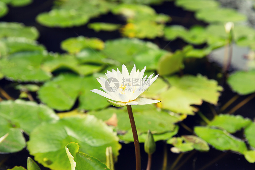 自然生物学池塘白睡莲的特写图片