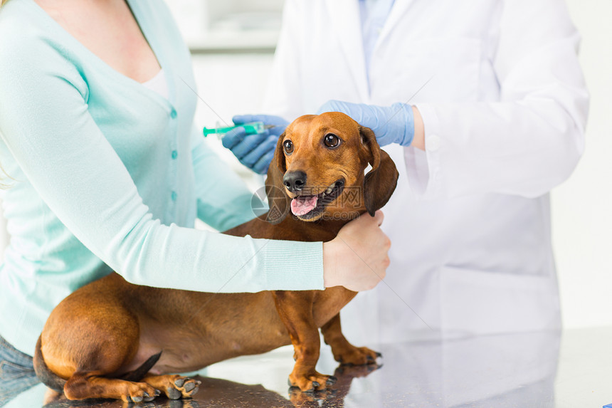 医学,宠物,动物,保健人的密切兽医医生与注射器制作疫苗注射达奇顺德狗兽医诊所图片