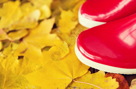 鞋类,秋天季节的红色橡胶靴秋天落叶图片