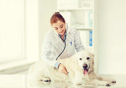 医学,宠物,动物,保健人的快乐的兽医医生用听诊器检查黄金猎犬兽医诊所图片