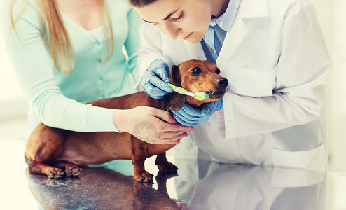 医学,宠物,动物,保健人的妇女与达奇森德兽医医生刷牙牙刷兽医诊所图片