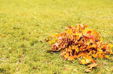 秋天,季节自然的堆落叶草地上图片