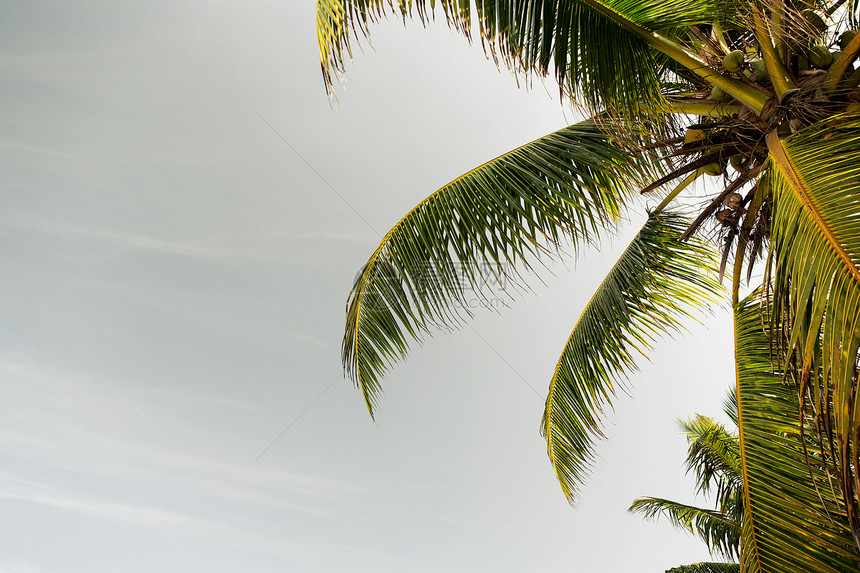 旅游,度假,自然暑假的可可棕榈树蓝天图片