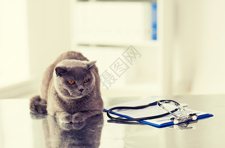 医学,宠物,动物保健英国猫听诊器与剪贴板兽医诊所的桌子上图片