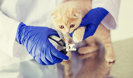 医学,宠物,动物,美容人的兽医医生与剪刀切割苏格兰折叠小猫指甲兽医诊所图片