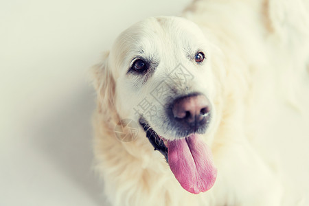 医学,宠物动物的金毛猎犬的特写背景图片