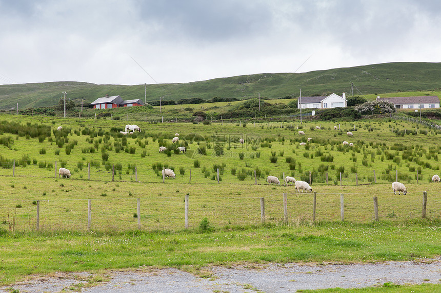 畜牧业农业自然农业爱尔兰康奈马拉油田的绵羊放牧图片