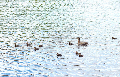 鸟类,鸟类学,野生动物自然鸭子与小鸭子湖泊河流中游泳图片