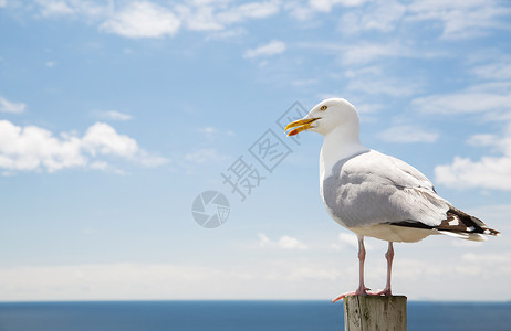 鸟类野生动物的海鸥木桩上的海蓝色天空景观海鸥飞过大海蓝天图片