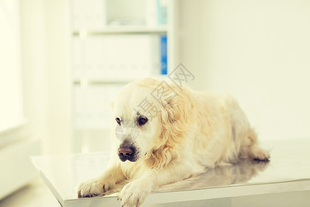 医学,宠物,动物保健黄金猎犬兽医诊所图片