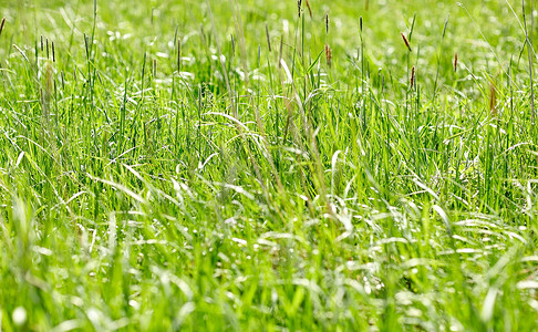 草增长的自然夏季环境植物草地田野上生长的草背景
