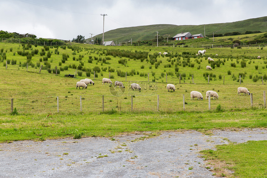 畜牧业农业自然农业爱尔兰康奈马拉油田的绵羊放牧图片