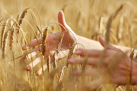 乡村,自然,暑假,农业人民的特写轻妇女的手触摸谷物领域的小穗图片