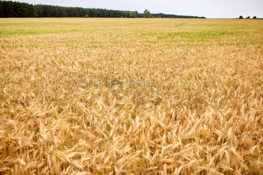 自然,夏季,景观,收获农业谷物田与小穗的成熟黑麦小麦图片