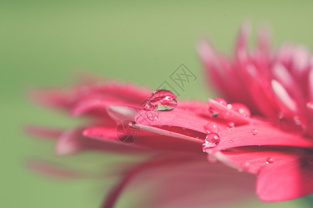 绿色背景上粉红色花朵上的水滴水滴花上图片