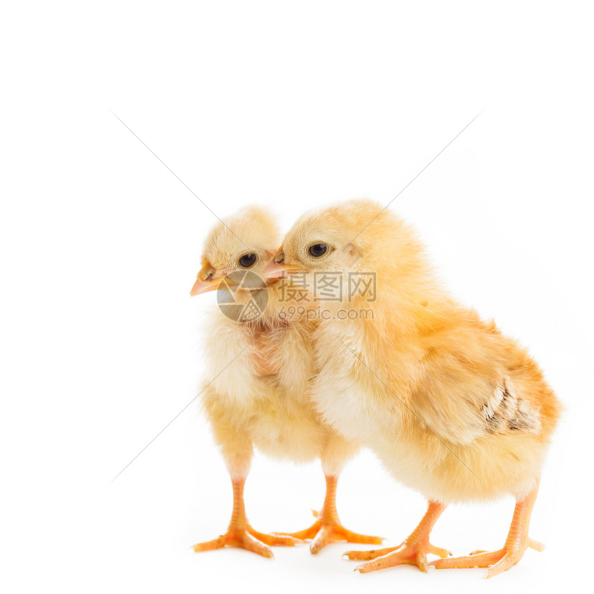 两只同的小鸡啄小米,孤立白色图片