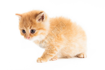 被解救的姜戈只姜皮小猫白色背景上被隔离只红色的小猫背景
