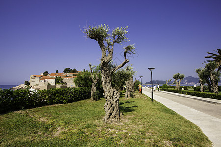 花园里装饰橄榄树黑山斯蒂芬图片