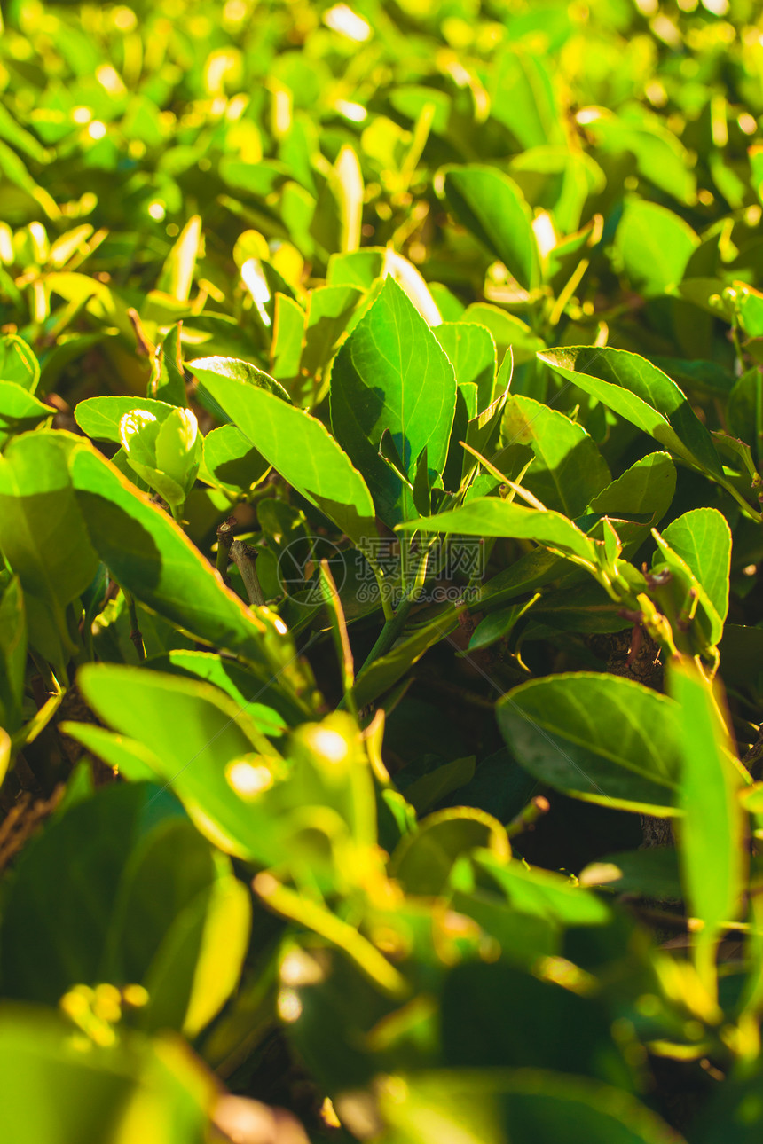 日出下生长的绿茶灌木丛背景茶树种植园图片