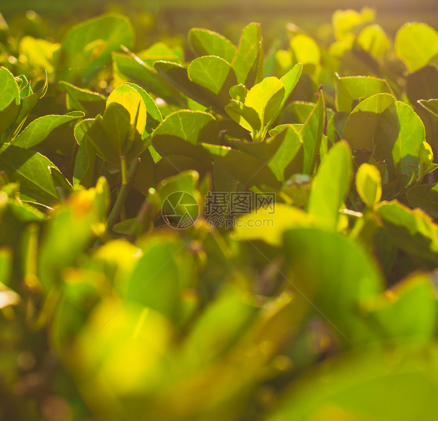 日出下生长的绿茶灌木丛背景茶树种植园图片