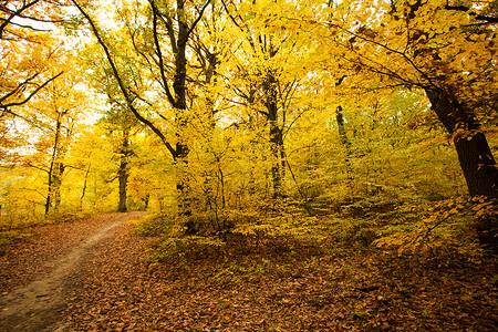 树木坠落森林小径秋天的森林图片