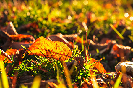 秋叶覆盖着绿色的草金色的阳光秋叶图片