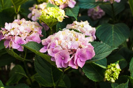 花园里灌木丛上的粉红色绣球花绣球花灌木背景图片