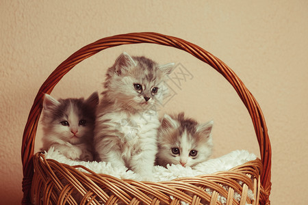 三只小猫边框三只灰色的小猫个粉红色的篮子里三只灰色小猫背景