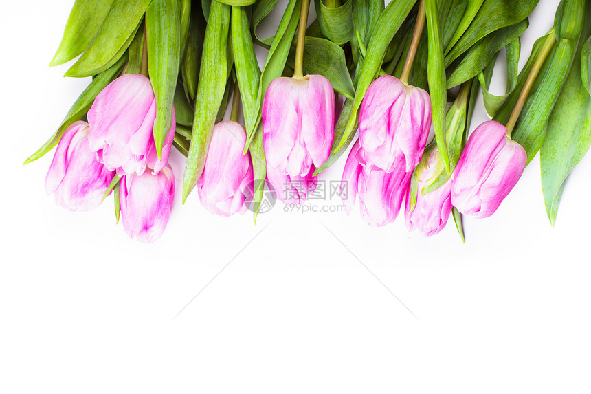粉红色郁金香框架隔离白色,用于图片