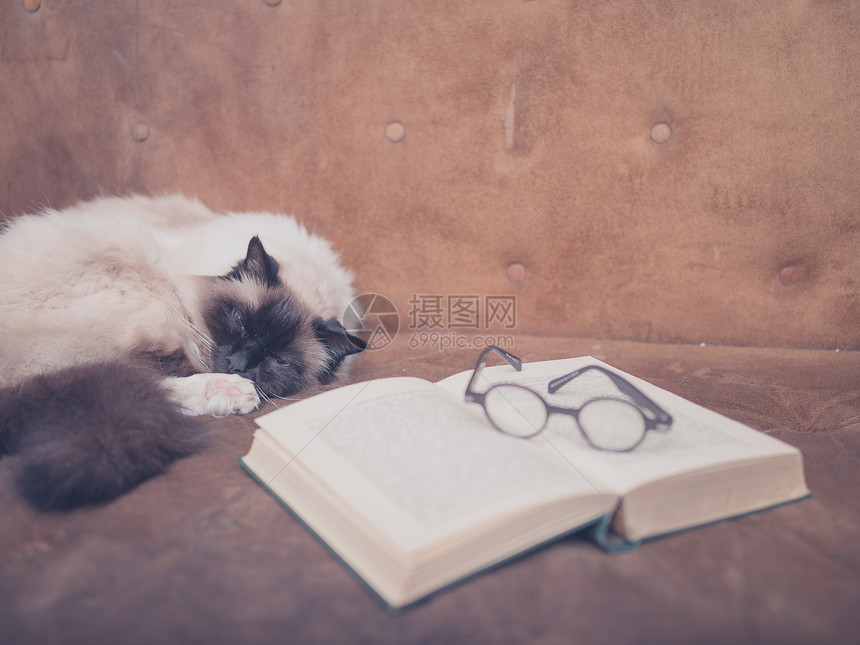 只猫正沙发上研究本打开的书副眼镜图片