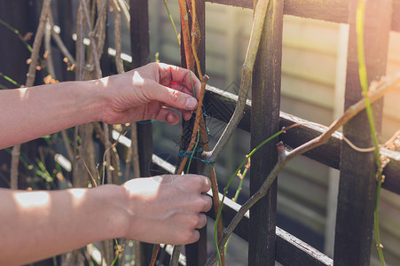 双雌的手触摸棵藤蔓,它生长花园里,靠篱笆上图片