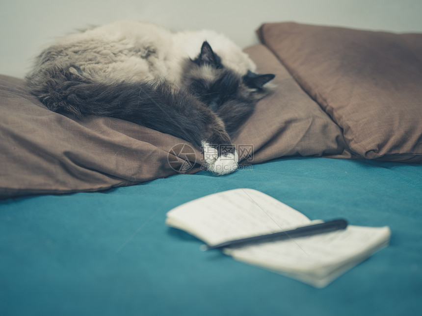 只猫睡床上,旁边个记事本钢笔图片