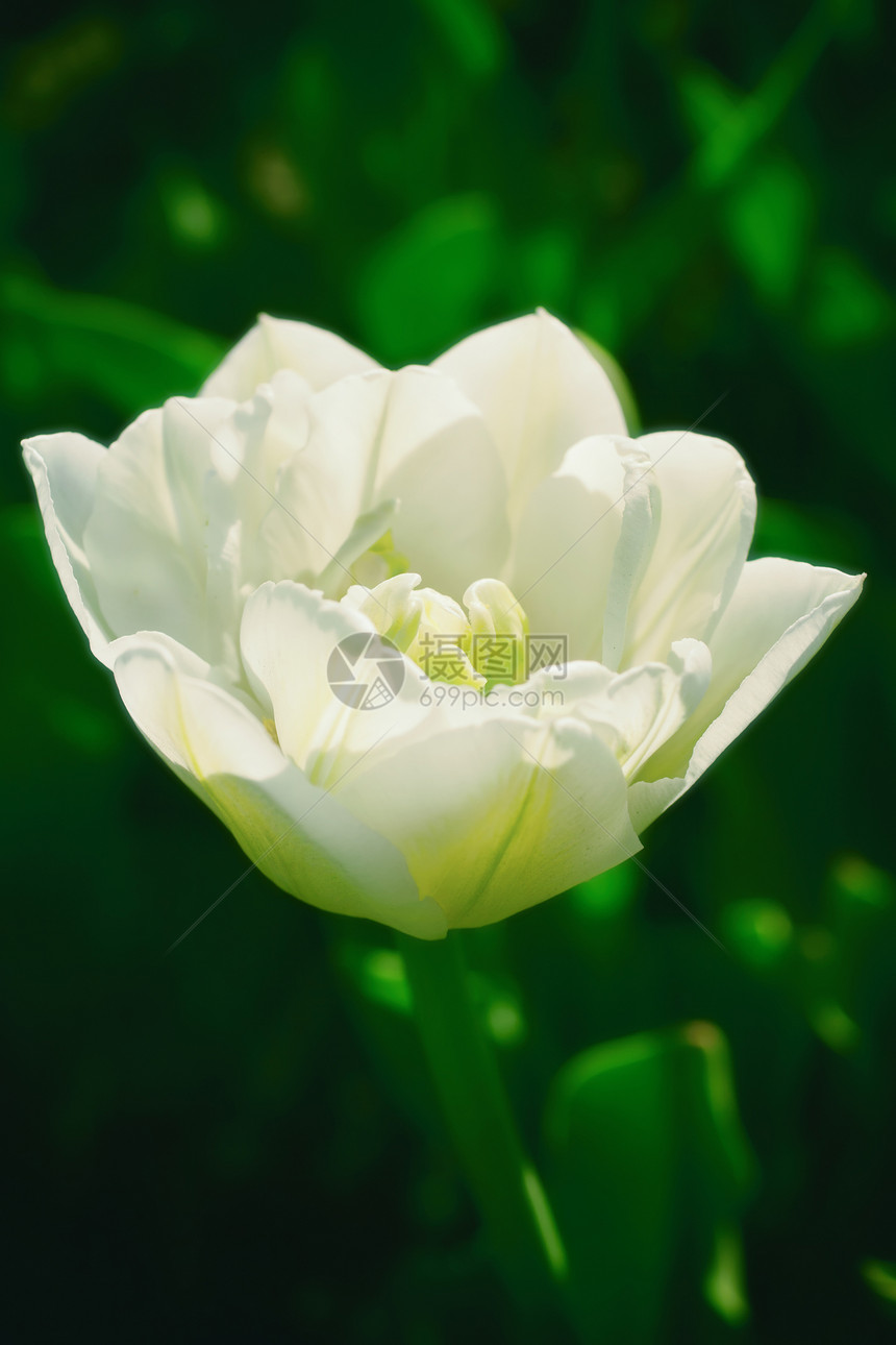 朵白色郁金香绿草的背景上图片