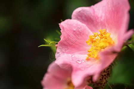 粉红色的野生玫瑰花配露珠图片