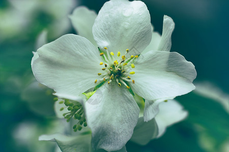 灌木丛中的白色茉莉花高清图片