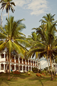 高高的椰子棕榈树与白色的房子着天空图片