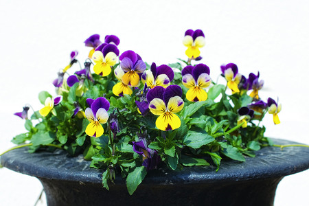 黄色三色堇花黄色与紫色平底锅背景