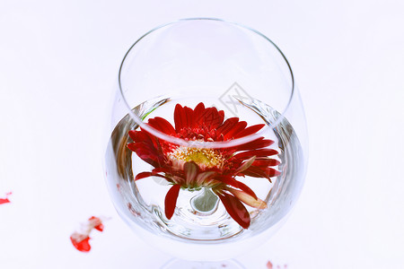 白色背景上水红色非洲菊的酒杯图片