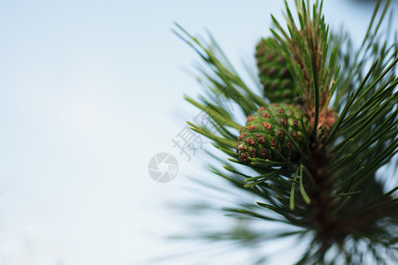 西伯利亚雪松枝与绿色锥特写高清图片