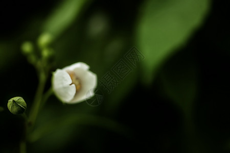 灌木丛中的白色茉莉花图片