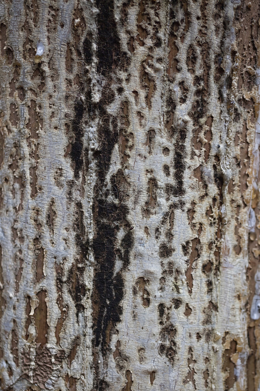 干燥树脂的老松树干纹理图片