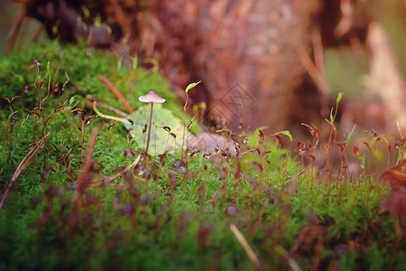 咖啡色小蘑菇小蘑菇湿强苔藓特写背景