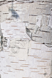 桦木树皮桦树皮的纹理紧密背景