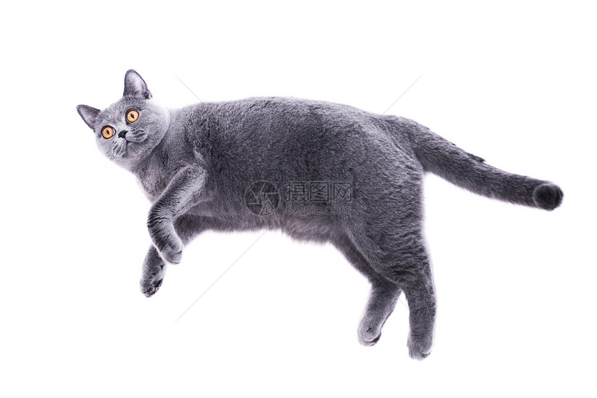 灰色的英国猫躺白色的背景上图片