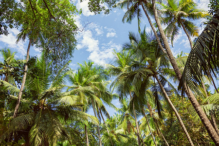 棕榈树顶着蓝天图片