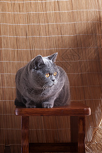 灰色的英国猫木椅上图片