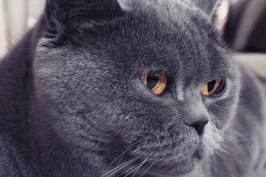 灰色英国猫特写的肖像图片