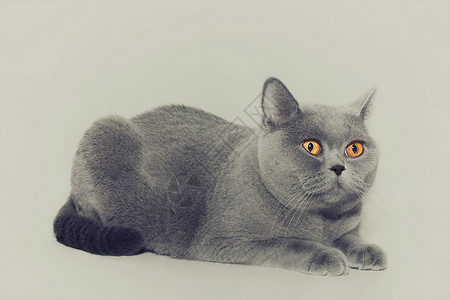 美丽的轻短发英国灰猫的肖像,眼睛浅色的背景上图片
