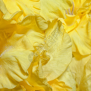 花背景与黄色观图片